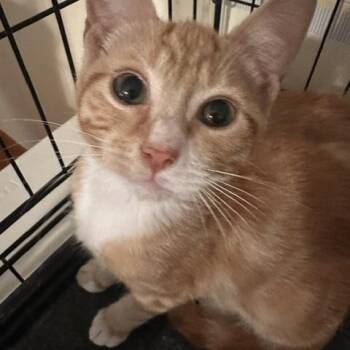 Tigris -  Domestic Short Hair Cat for Adoption in Woodbridge Township, New Jersey - Tigris | PetCurious