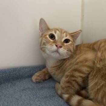 Rescue Domestic Short Hair Cats for Adoption in La Grange Park, Illinois - Waffles | PetCurious