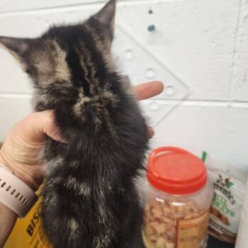Domestic Short Hair Cats Available for Adoption in Evensville, Tennessee - Hector | PetCurious