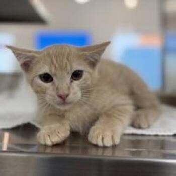 Parfait -  Domestic Short Hair Cat for Adoption in Bullhead City, Arizona - Parfait | PetCurious