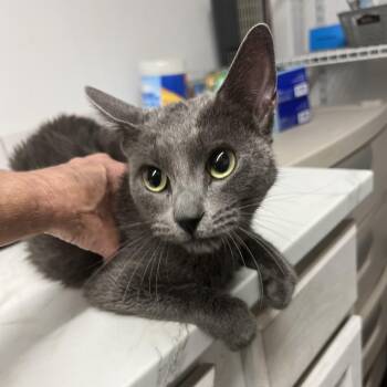 Silver Toe -  Domestic Short Hair Cat for Adoption in St. Louis, Missouri - Silver Toe | PetCurious