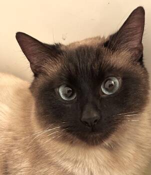 Charentais (Char) -  Siamese and Domestic Short Hair Cat for Adoption in Othello, Washington - Charentais (Char) | PetCurious