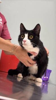 Sweetie Simone (with Joey Garfunkel) -  Domestic Long Hair Cat for Adoption in Annapolis, Maryland - Sweetie Simone (with Joey Garfunkel) | PetCurious