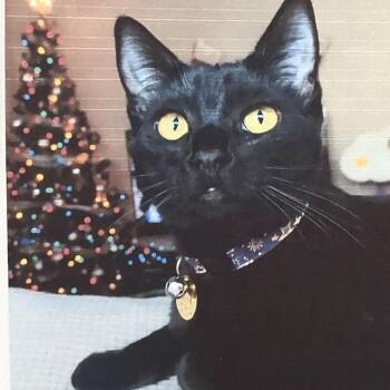 Domestic Short Hair Cats Available for Adoption in Pleasant Hill, California - Salem | PetCurious