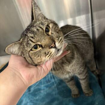 Bunker -  Domestic Short Hair Cat for Adoption in Lake Jackson, Texas - Bunker | PetCurious