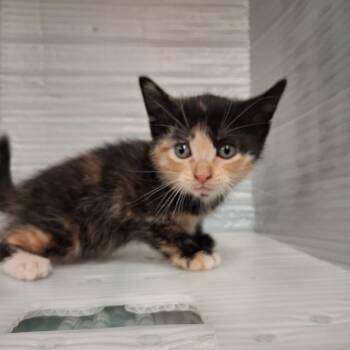 Red Water -  Domestic Short Hair Cat for Adoption in Pauls Valley, Oklahoma - Red Water | PetCurious
