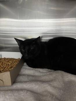 61146020 -  Domestic Medium Hair Cat for Adoption in El Paso, Texas - 61146020 | PetCurious