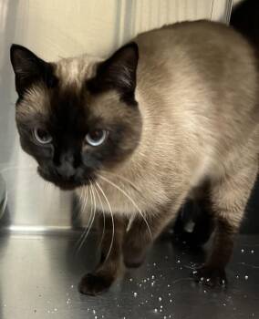 Siamese Cats Available for Adoption in Stratham, New Hampshire - Sassy | PetCurious