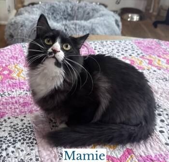 Mamie -  Domestic Long Hair Cat for Adoption in Berkeley Springs, West Virginia - Mamie | PetCurious