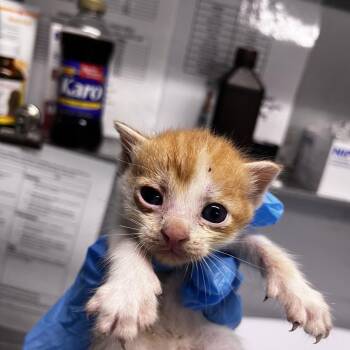 Pea -  Domestic Short Hair Cat for Adoption in Summerville, South Carolina - Pea | PetCurious
