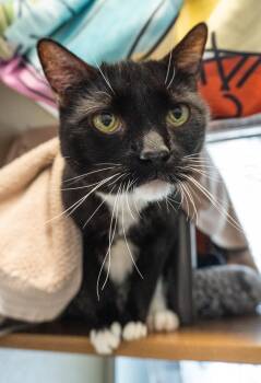 Domestic Short Hair Cats Available for Adoption in Encinitas, California - Cookie Crisp | PetCurious