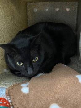 Domestic Short Hair Cats Available for Adoption in Daytona Beach, Florida - Phantom | PetCurious