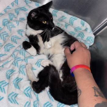 Tippy -  Domestic Short Hair Cat for Adoption in Indianapolis, Indiana - Tippy | PetCurious