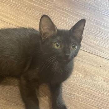 Rescue American Shorthair Cats for Adoption in Schertz, Texas - Aneska | PetCurious