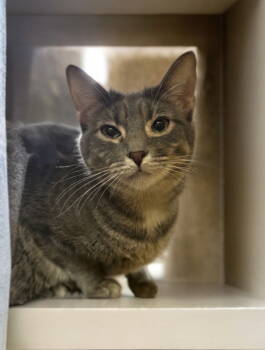 Rescue Domestic Short Hair Cats for Adoption in Gilbert, Arizona - Stella | PetCurious