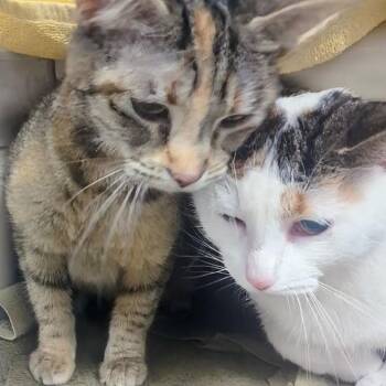 Domestic Short Hair Cats Available for Adoption in Springfield, Illinois - Kerri | PetCurious