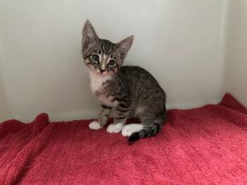 Rescue Domestic Short Hair Cats for Adoption in Mckinleyville, California - PEZ | PetCurious