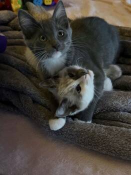 Sugar & Cosmo (Sis/Bro Pair) -  Siamese and Domestic Short Hair Cat for Adoption in Gladstone, Oregon - Sugar & Cosmo (Sis/Bro Pair) | PetCurious