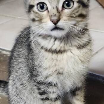 Bertie -  Tabby and Domestic Short Hair Cat for Adoption in Gilbert, Arizona - Bertie | PetCurious
