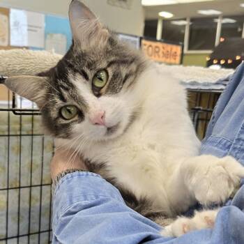NBC -  Domestic Medium Hair Cat for Adoption in Mokena, Illinois - NBC | PetCurious