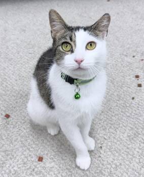 Evi 1 year AVAILABLE 6/24 -  Domestic Short Hair Cat for Adoption in Sterling, Massachusetts - Evi 1 Year AVAILABLE 6/24 | PetCurious