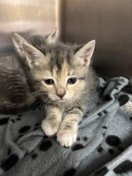 NALA -  Domestic Short Hair Cat for Adoption in Rancho Cucamonga, California - NALA | PetCurious