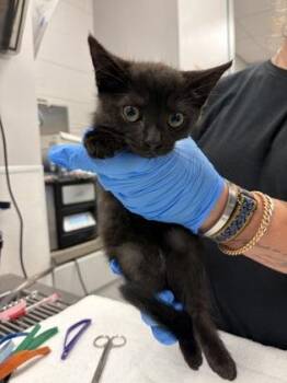 Domestic Short Hair Cats Available for Adoption in Gastonia, North Carolina - Pink Band | PetCurious