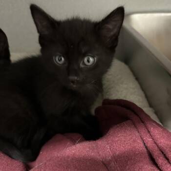 Soyuz -  Domestic Medium Hair Cat Available for Adoption in Priest River, Idaho - Soyuz | PetCurious