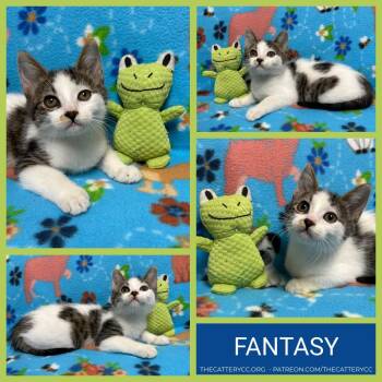 Domestic Short Hair Cats Available for Adoption in Corpus Christi, Texas - Fantasy | PetCurious