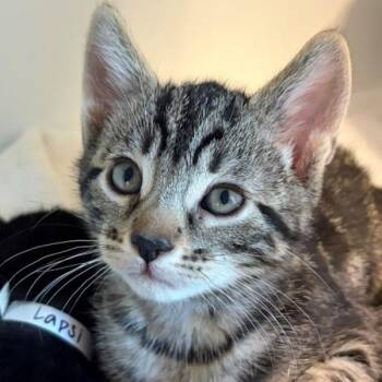 Domestic Short Hair Cats Available for Adoption in Walnut Creek, California - Limquat | PetCurious