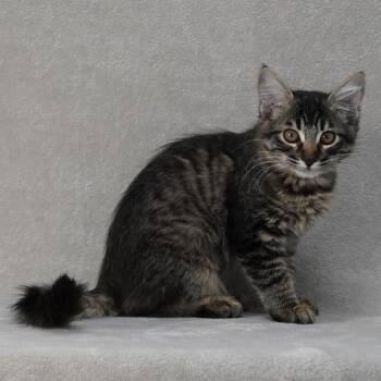 Tricia (tan) -  Domestic Medium Hair Cat for Adoption in Sunnyvale, California - Tricia (tan) | PetCurious
