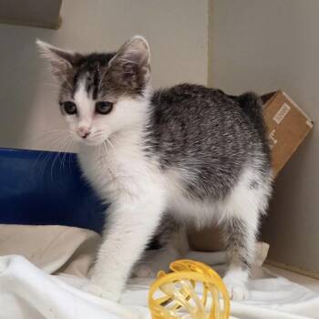 Katie -  Domestic Short Hair Cat for Adoption in Los Angeles, California - Katie | PetCurious