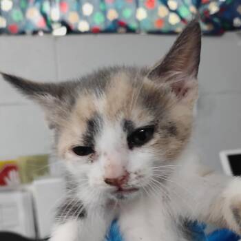 Domestic Short Hair Cats Available for Adoption in Summerville, South Carolina - Tay | PetCurious