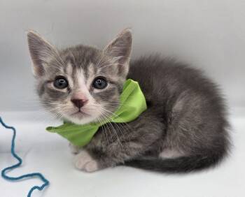 Mr Big -  Domestic Short Hair and Tabby Cat Available for Adoption in Mobile, Alabama - Mr Big | PetCurious