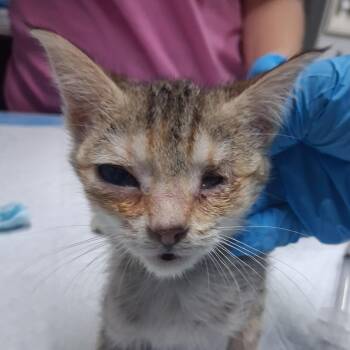 Cheez-It -  Domestic Short Hair Cat for Adoption in Summerville, South Carolina - Cheez-It | PetCurious