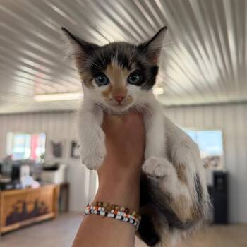 September -  Domestic Short Hair Cat for Adoption in Spanish Fork, Utah - September | PetCurious