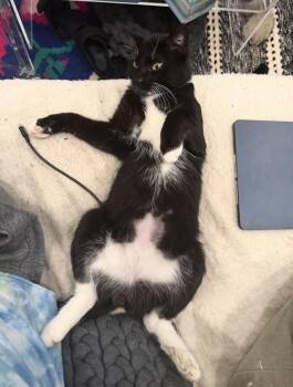 Barrel -  American Shorthair Cat for Adoption in New York, New York - Barrel | PetCurious