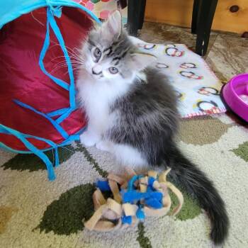 Sprout -  Domestic Medium Hair Cat for Adoption in Traverse City, Michigan - Sprout | PetCurious