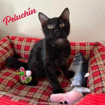 Peluchin #fluffy-lap-cat -  Bombay and Domestic Short Hair Cat for Adoption in Houston, Texas - Peluchin #fluffy-lap-cat | PetCurious