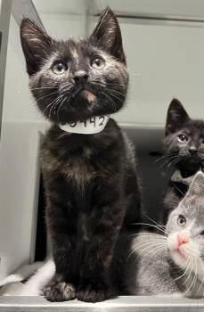 MAYBELLINE -  Domestic Short Hair Cat for Adoption in San Francisco, California - MAYBELLINE | PetCurious