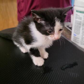 Domestic Short Hair Cats Available for Adoption in Eureka Springs, Arkansas - Jagular | PetCurious