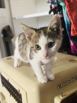 Rescue Domestic Short Hair Cats for Adoption in Santa Cruz, California - Tiger | PetCurious