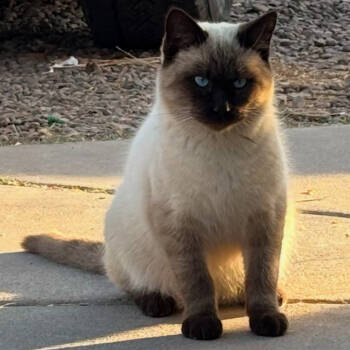 Rescue Siamese Cats for Adoption in Arizona City, Arizona - F-Stanly | PetCurious