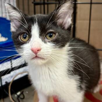 Catalina -  Domestic Short Hair Cat for Adoption in Redwood City, California - Catalina | PetCurious