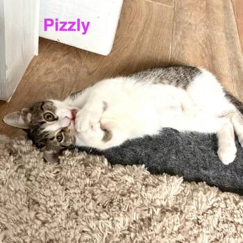 Grizzly -  Domestic Short Hair Cat for Adoption in NEW PT RICHEY, Florida - Grizzly | PetCurious