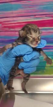 Rescue Domestic Short Hair Cats for Adoption in Houston, Texas - Artesia | PetCurious