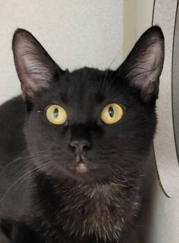 Domestic Short Hair Cats Available for Adoption - Tilly | PetCurious