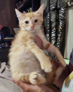 Rescue Domestic Short Hair Cats for Adoption in Mount Pleasant, Texas - Taz | PetCurious