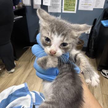 Pear -  Domestic Short Hair Cat for Adoption in Newark, New Jersey - Pear | PetCurious