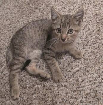 Jello -  Domestic Short Hair Cat for Adoption in Warner Robins, Georgia - Jello | PetCurious
